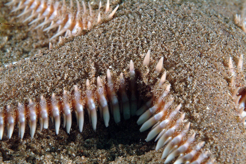 Astropecten platyacanthus (Philippi, 1837)
